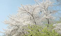 Featured image of post 基于 CAFE 的基因家族回溯与功能注释