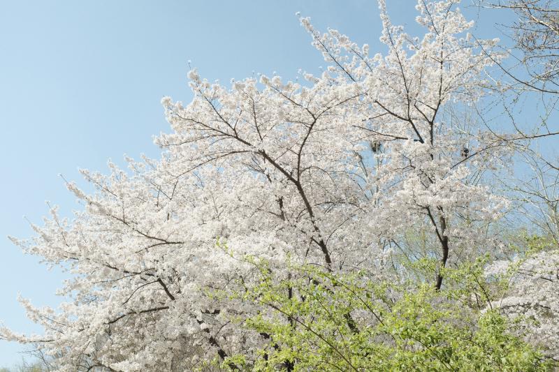 Featured image of post 基于 CAFE 的基因家族回溯与功能注释