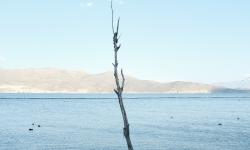 Featured image of post 比较基因组学分析3：节点扩张/收缩基因家族富集分析