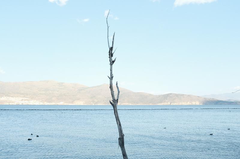 Featured image of post 比较基因组学分析3：节点扩张/收缩基因家族富集分析