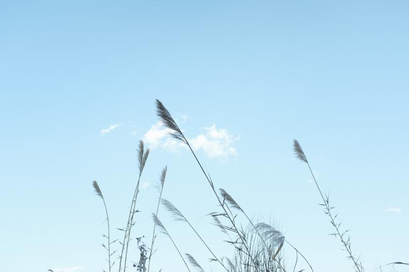 Featured image of post 燕麦基因组研究与超级品种培育