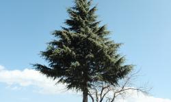 Featured image of post 动物再生能力与癌症抑制机制的比较基因组学研究