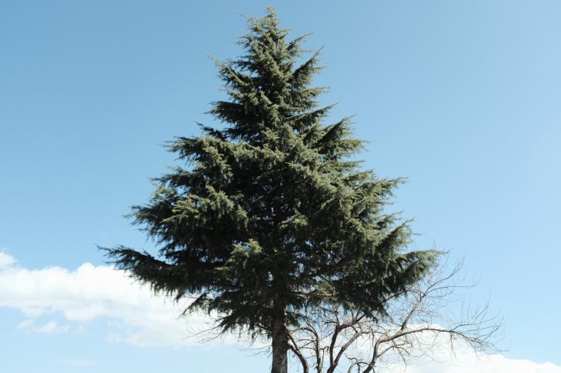 Featured image of post 动物再生能力与癌症抑制机制的比较基因组学研究